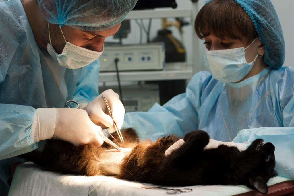 «Этамзилат» прописывают животным после проведения хирургического вмешательства