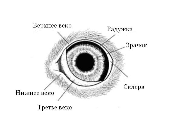 Анатомия кошачьего глаза