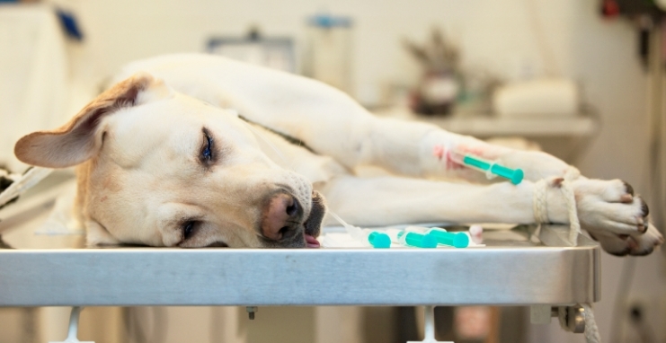 Анафилактический шок после прививки встречается у собак чрезвычайно редко