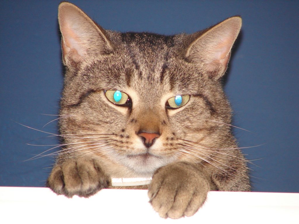 Благодаря тапетуму, кошки "заимствуют" отражающийся свет и используют его в своих целях