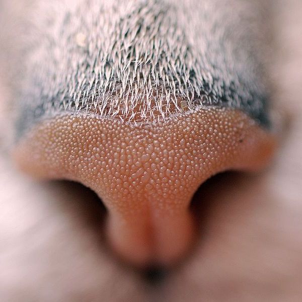 Благодаря увлажнению мочки носа коты четче распознают окружающие запахи