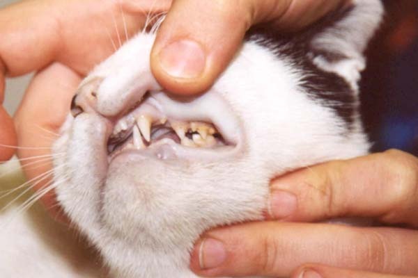 Бледные десна у кота при анемии