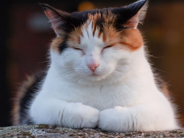Большая часть тела трехцветных кошек покрыта белой шерстью