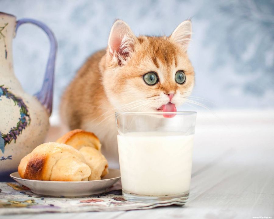 Непереносимость лактозы не мешает котам любить молоко