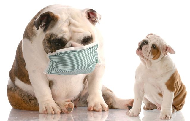 Бронхит у собак: симптомы и лечение