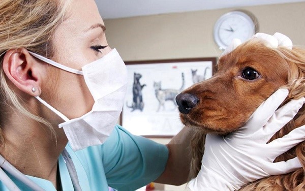 Будет лучше, если ветеринар проведет осмотр собаки, и назначит ей конкретную дозу лекарства от паразитов, и составит схему его приема