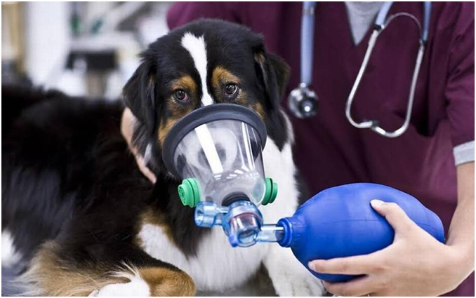 В клинике организм собаки обеспечат кислородом