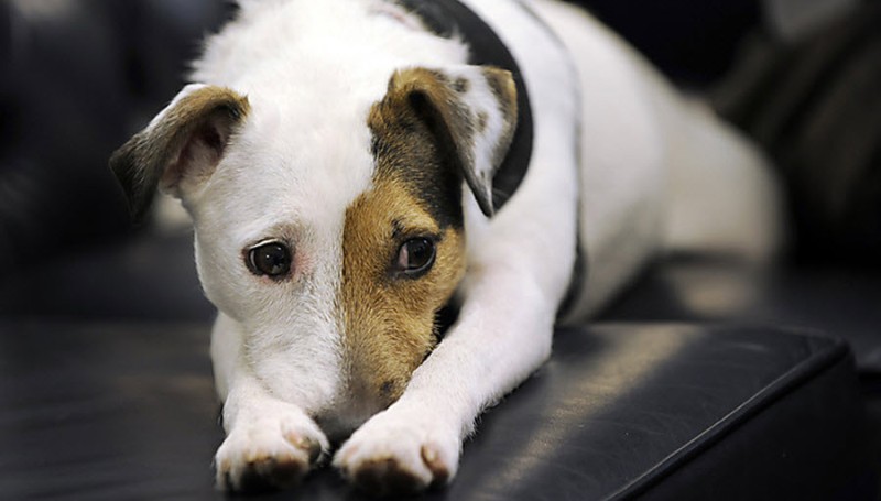 В редких случаях возможно небольшое ухудшение самочувствия собаки