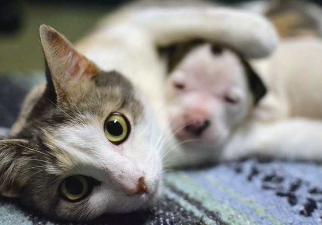В редких случаях кошки способны усыновлять щенят и выкармливать их наряду со своими котятами