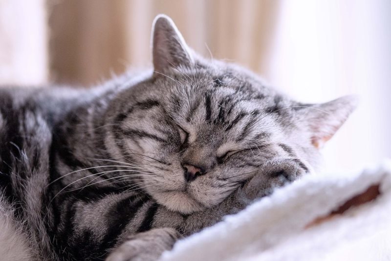 В режимах сна и бодрствования кота хозяин всегда принимает важное участие