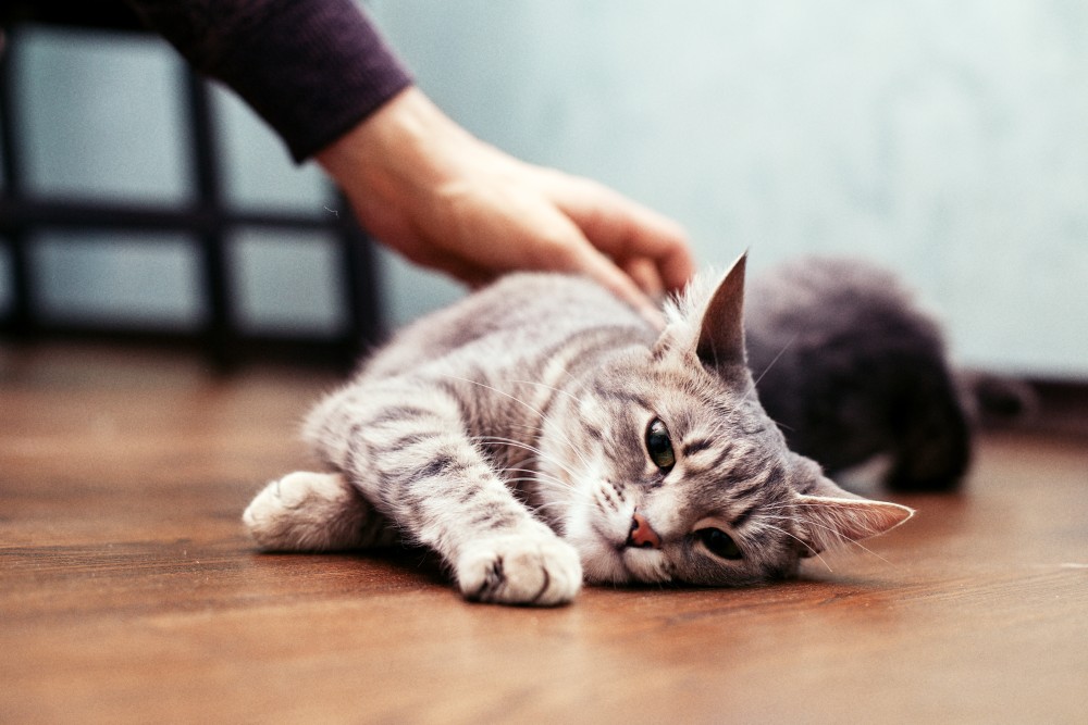 В стрессовых ситуациях некоторые коты склонны к стереотипии, выражающейся и в кусании когтей