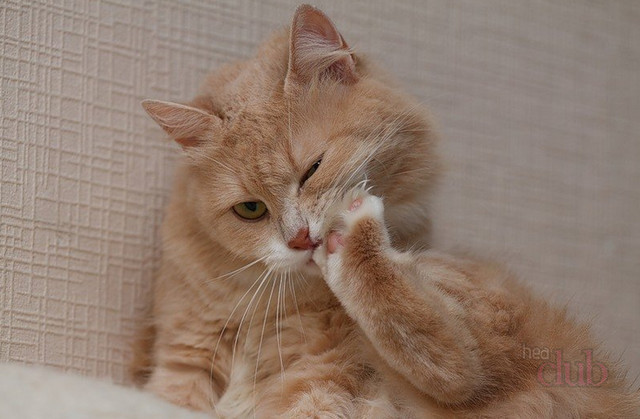 В течение своей жизни коты неоднократно пробуют свои когти на зуб