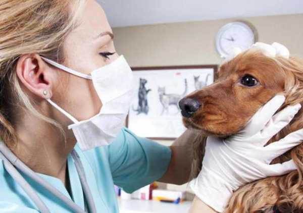 При первых симптомах энтерита нужно показать собаку врачу