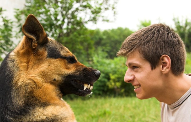 Ваша собака проявляет агрессию по отношению к вам? Возможно она испытывает страх перед вами