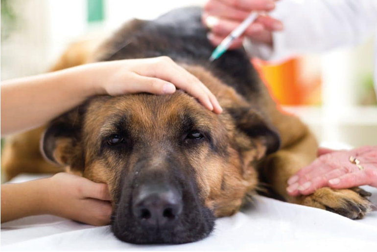 Ветеринарный врач назначит необходимое лечение после диагностического обследования