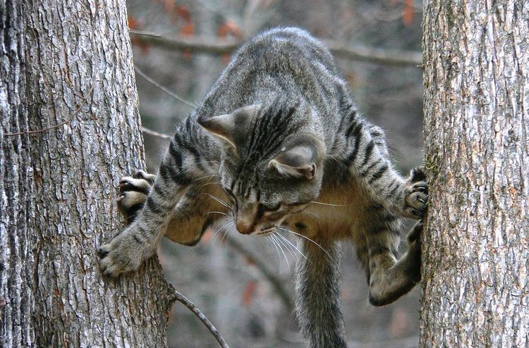 Взрослая кошка сама спускается с дерева вот таким необычным способом