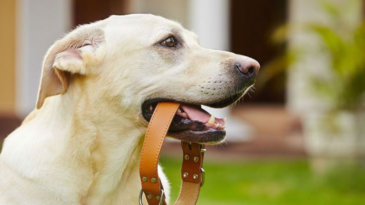 Владельцам собак, предрасположенных к экземе, рекомендуется выбирать ошейники из мягких тканей