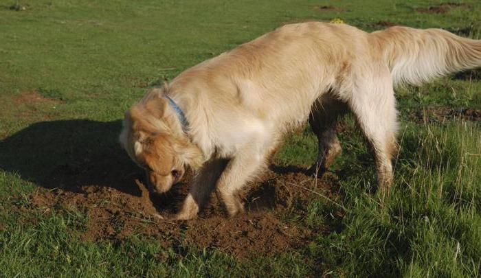 Вместе с землей собака может случайно заглотить камни, что чревато серьезными последствиями