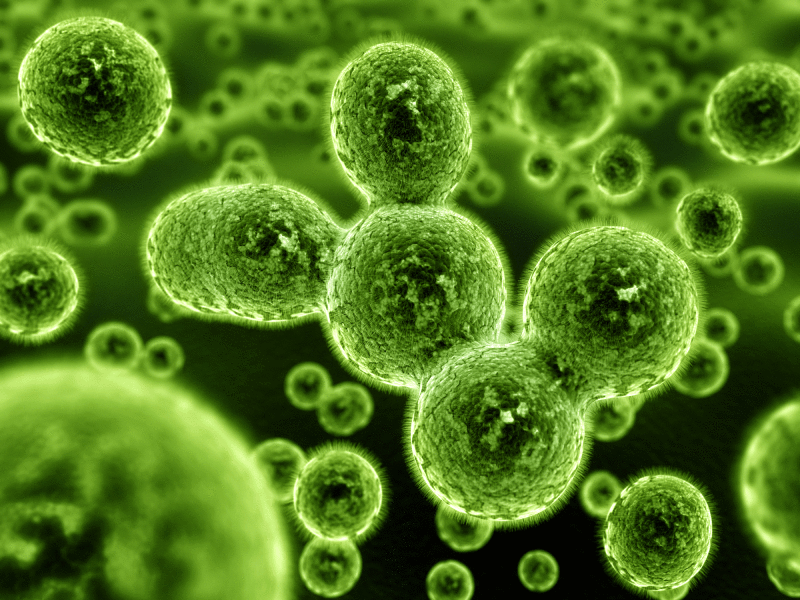 Возбудители эндометрита – патогенные микроорганизмы 