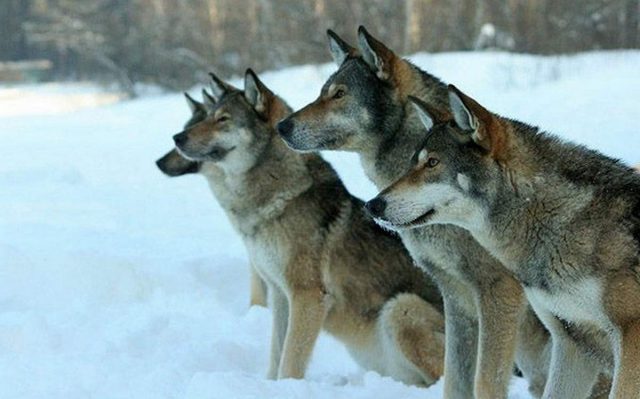 Волкособы - собаки, рожденные от спаривания дворняги с волком