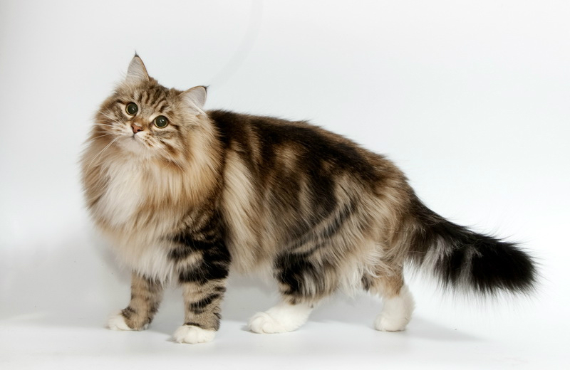 Вопреки наличию густой бархатистой шерсти, сибирские кошки хорошо уживаются с аллергиками