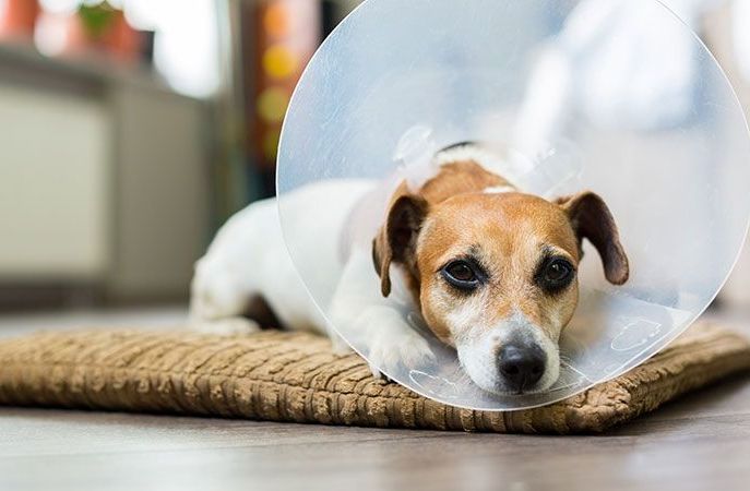Воротник предотвратит расчесывание или зализывание собакой травмированного участка кожи
