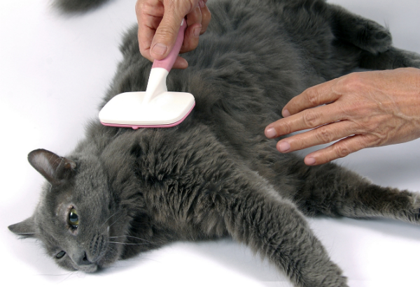Многим кошкам процедура вычёсывания нравится
