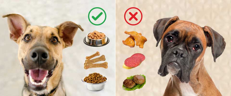Вредная и полезная еда для собаки