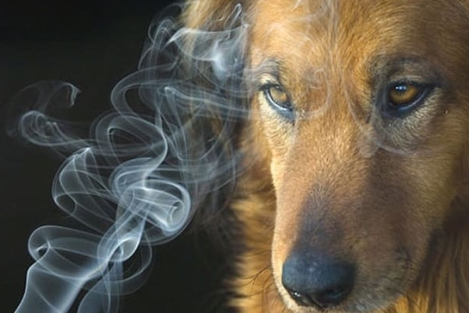 Вызывать чихание у собаки может сигаретный дым