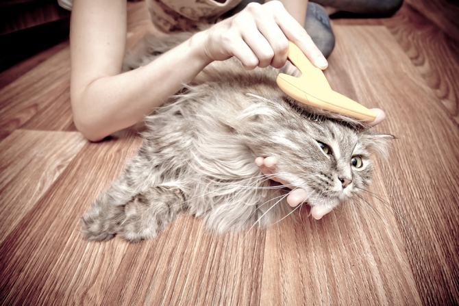 Вычёсывание для этого сибирского кота - настоящее испытание