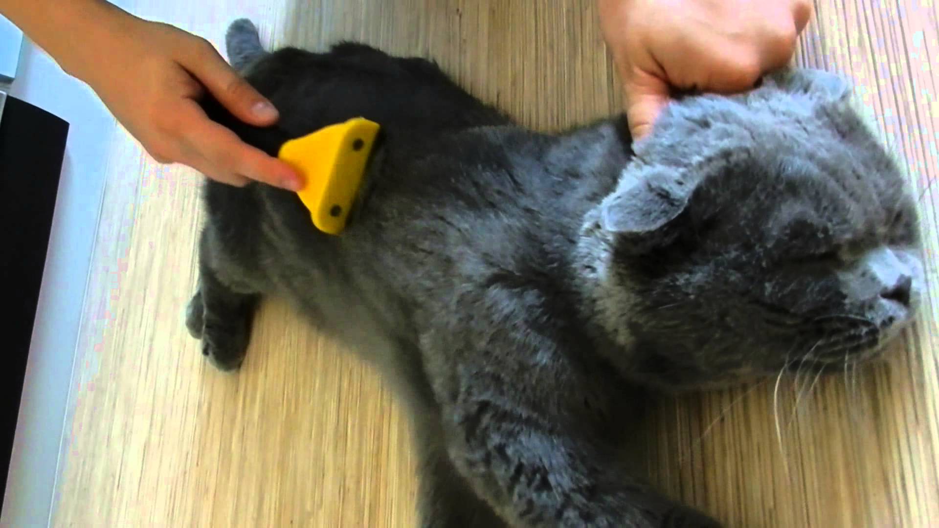 Вычёсывание кота-шотландца фурминатором