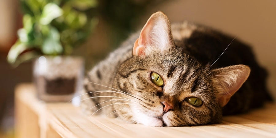 Вялое состояние кота сигнализирует о неполадках со здоровьем кота