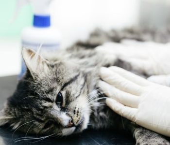 Гиперпаратиреоз у кошек
