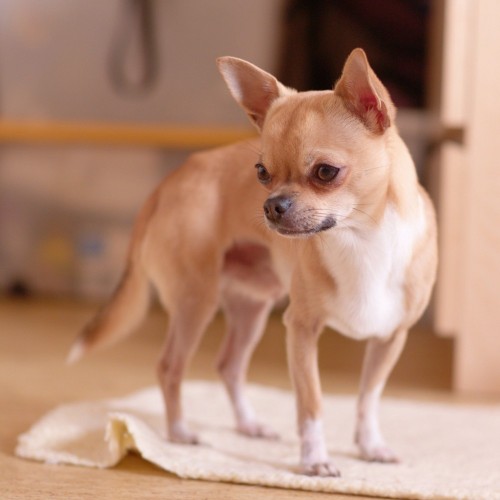 Гипогликемия - одна из причин дрожи у миниатюрных собак