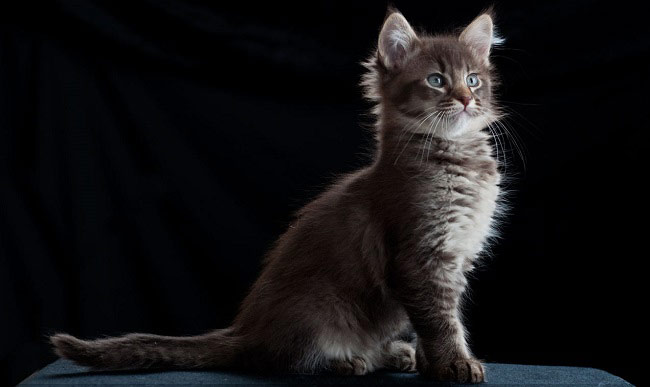 Говорят, что первый ла-перм родился у обычной дворовой кошке в Орегоне