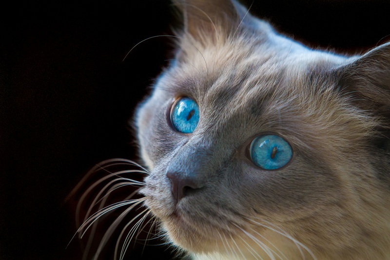 Голубоглазые коты уступают своим товарищам по остроте зрения в темноте из-за меньшего количества отражающего пигмента в глазу