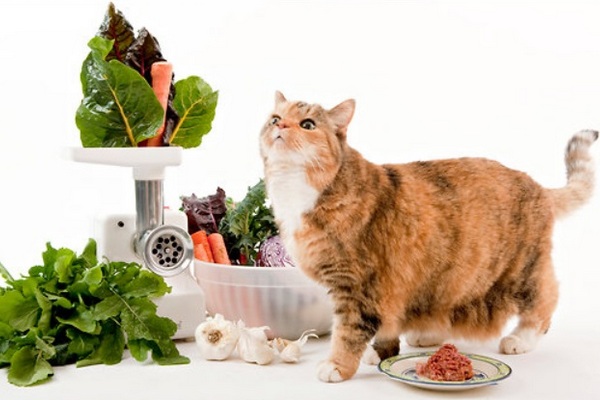 Далеко не все овощи хорошо перевариваются организмом кота