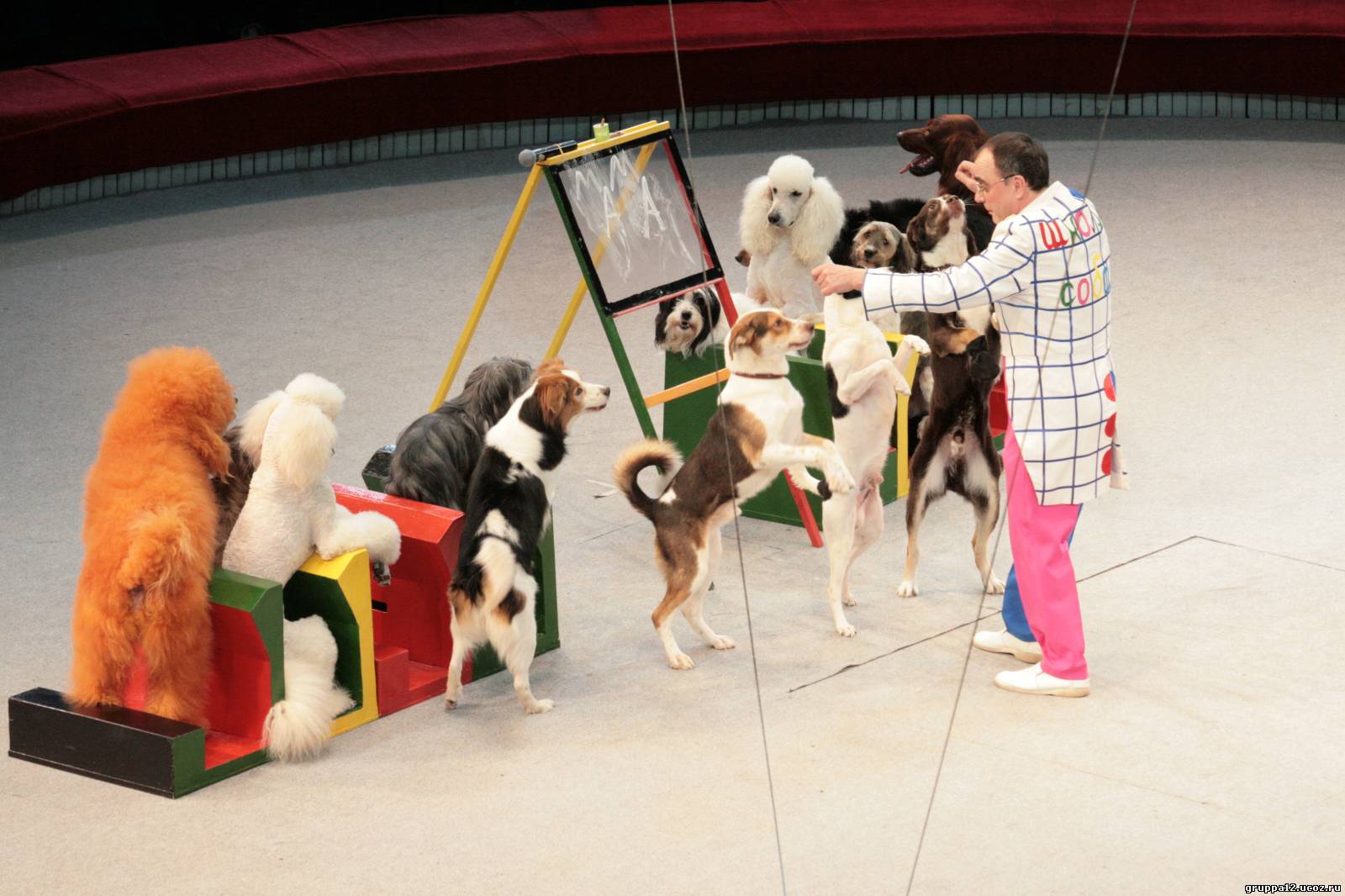 Дворняжки успешно выступают в цирковых представлениях наряду с породистыми собаками