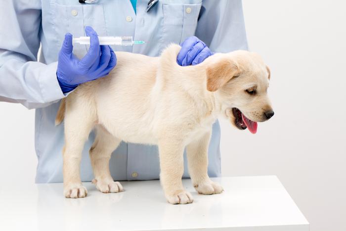 Делать прививки щенкам допустимо только после отлучения от грудного вскармливания