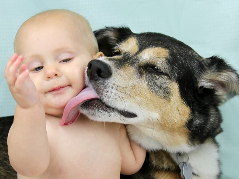 Дети, растущие с собаками, редко являются аллергиками