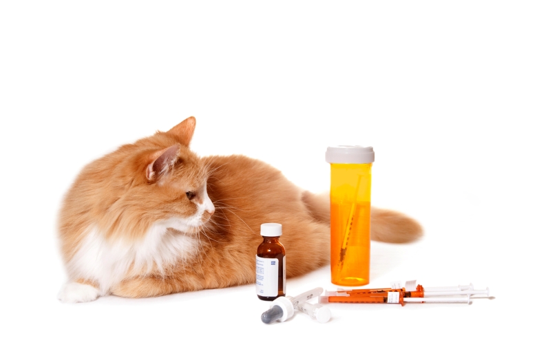 Диабет - одно из наиболее опасных последствий перекармливания кота
