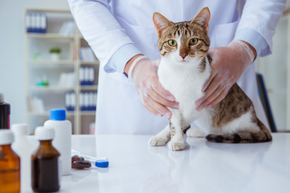 Установление точного возраста кошки производится ветеринаром в условиях ветклиники