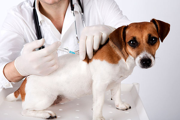 Для каждой собаки ветеринары разрабатывают свои схемы введения препаратов, исходя из возможных осложнений
