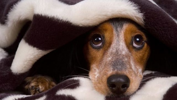 Для некоторых собак выход из дома уже сопряжен с сильным стрессом