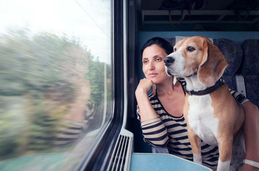 Для поездки в Финляндию хозяину понадобится оформить два варианта ветпаспорта для собаки