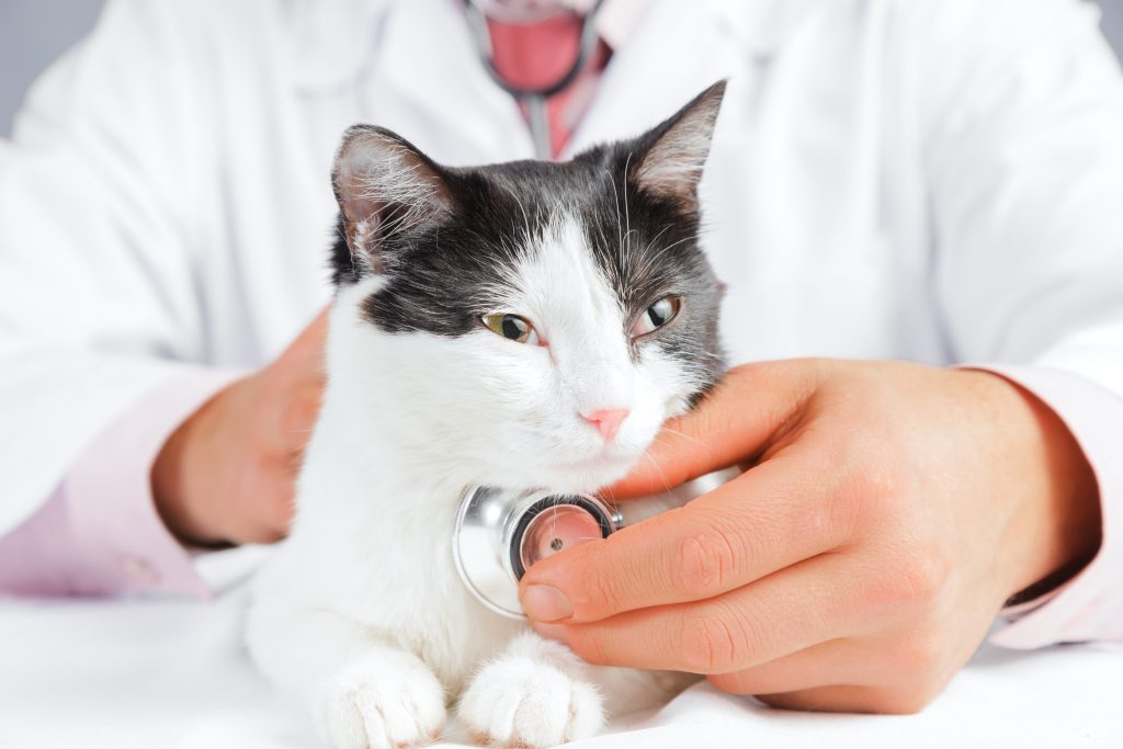 Для постановки точного диагноза и назначения правильного лечения необходимо обратиться к ветеринару