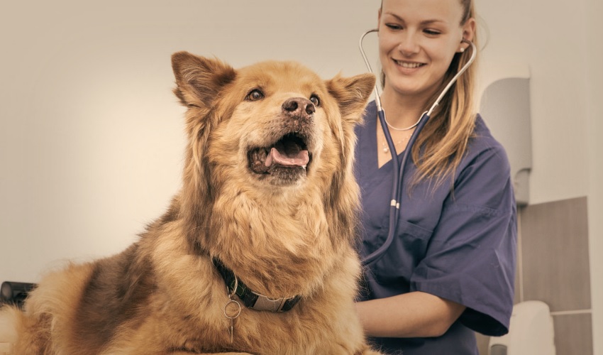 Для постановки точного диагноза и оказания необходимой помощи обратитесь к ветеринару