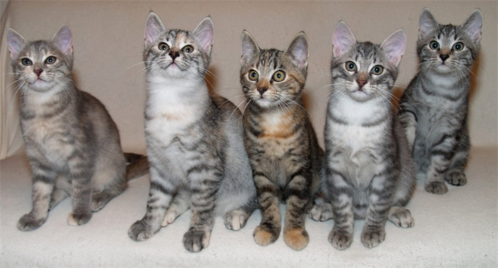 Европейские короткошерстные кошки отличаются крепким здоровьем