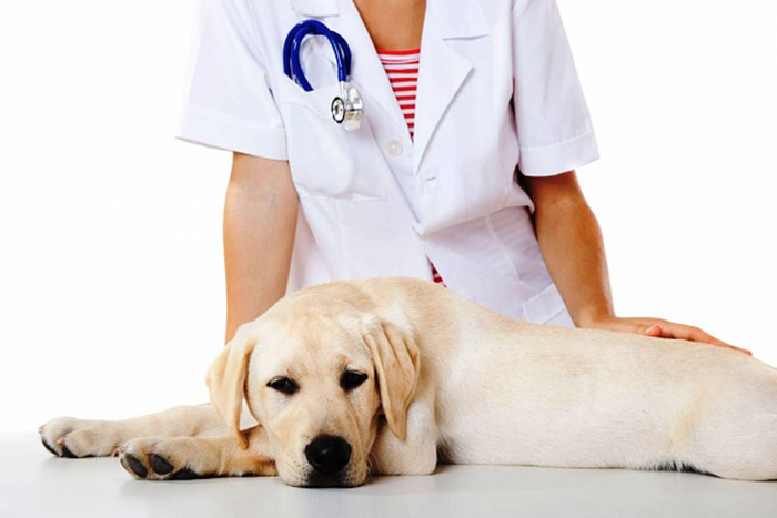 Если вы заметили, что пёс кормится в кошачьем лотке, следует обязательно показать его ветеринару
