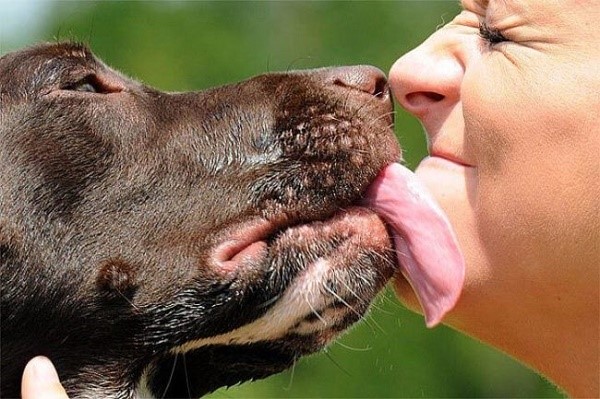 Если вы не будете лечить свою собаку, такое проявление любви может закончиться заражением вас гельминтами